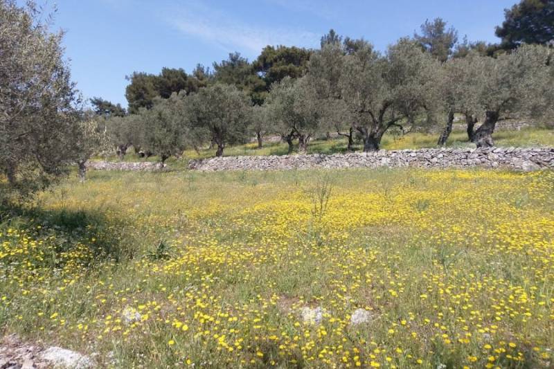 Σχέδιο της Ισπανίας: Ενίσχυση στους παραγωγούς των παραδοσιακών ελαιώνων