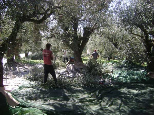 Εως 15 Νοεμβρίου  οι αγροτικές επιδοτήσεις