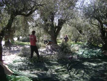 Εως 15 Νοεμβρίου  οι αγροτικές επιδοτήσεις