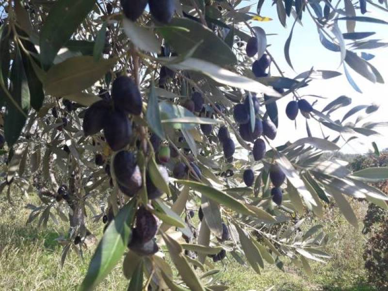 Οδηγίες της ΔΑΟΚ Τριφυλίας για αντιμετώπιση του γλοιοσπορίου