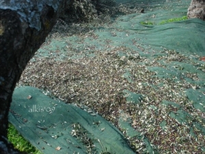 Κατά μέσο όρο στα 2,40 ευρώ το κιλό το ελαιόλαδο φέτος πιθανολογεί μελέτη της ΠΑΣΕΓΕΣ