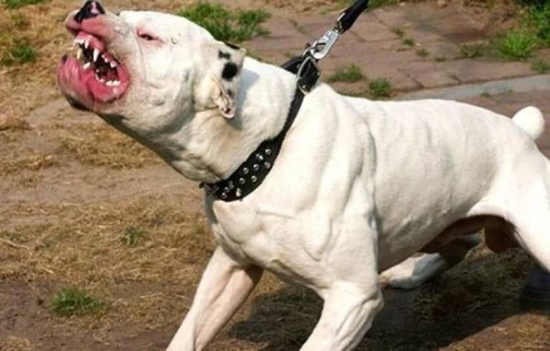 Λαμία: Πιτ μπουλ δάγκωσε αστυνομικό σε έφοδο για ναρκωτικά