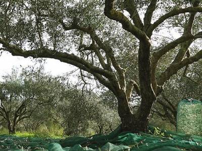 Με καλούς οιωνούς ξεκινάει η ελαιοσυγκομιδή στη Μεσσηνία