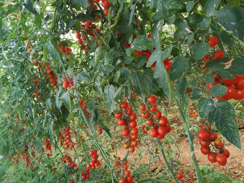 Το 11% γεωργικών και κτηνοτροφικών προϊόντων παράγεται στην Περιφέρεια Πελοποννήσου