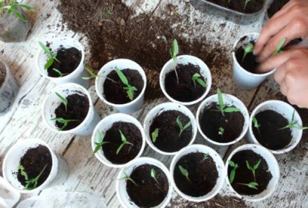 Εργαστήρια Σποράς Ιανουαρίου στο «Αγρόκτημα Φοίφα»