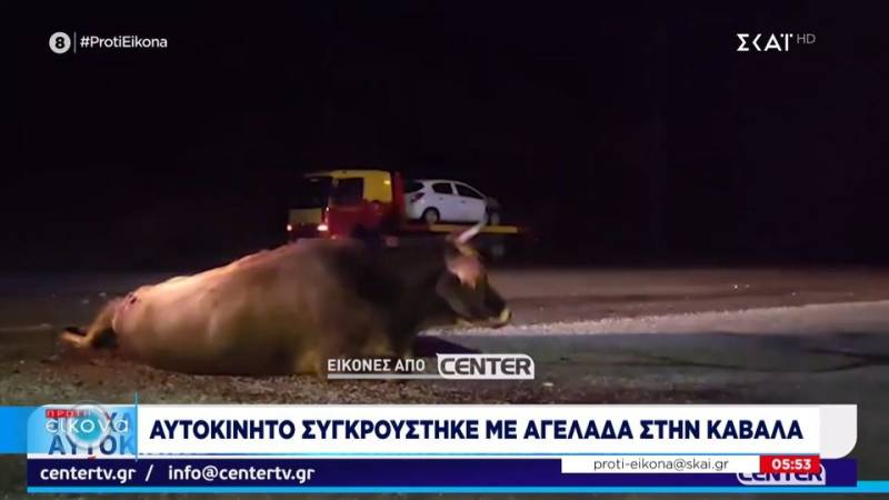Αυτοκίνητο συγκρούστηκε με αγελάδα στην Καβάλα (βίντεο)