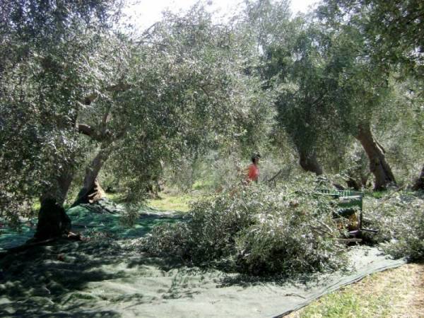 Ο τεράστιος κίνδυνος εγκατάλειψης της ελαιοκαλλιέργειας