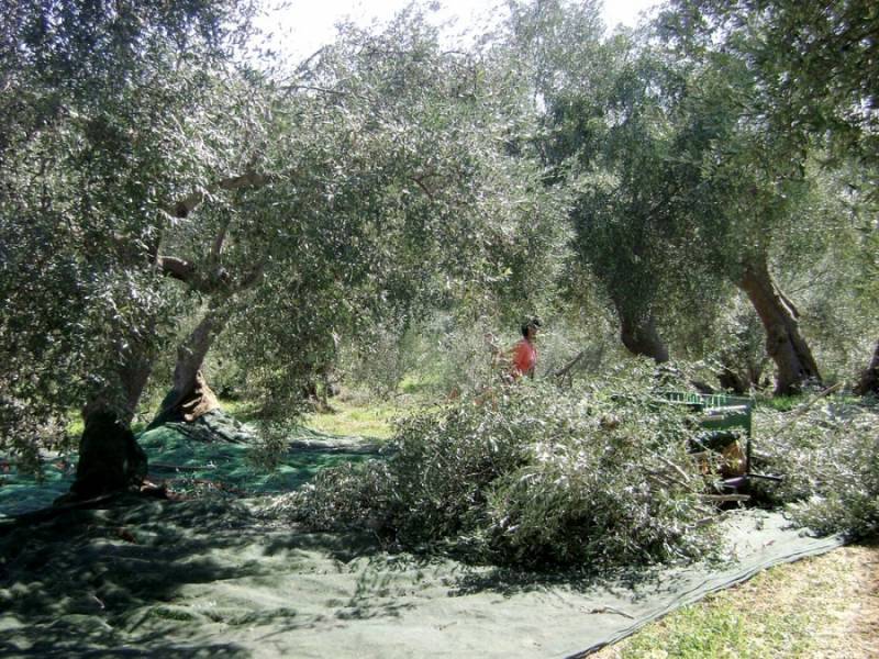 Ο τεράστιος κίνδυνος εγκατάλειψης της ελαιοκαλλιέργειας