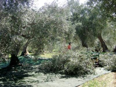 Ο τεράστιος κίνδυνος εγκατάλειψης της ελαιοκαλλιέργειας