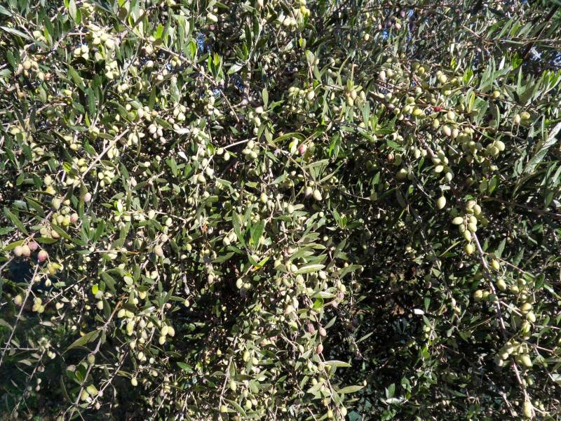 Εισαγγελική προκαταρκτική εξέταση για τη δακοκτονία