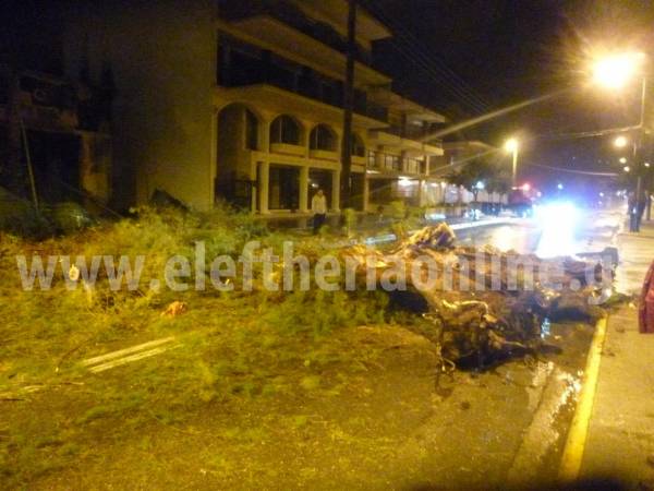 Μεγάλο αρμυρίκι έκοψε στα δύο την Ναυαρίνου (φωτογραφίες)