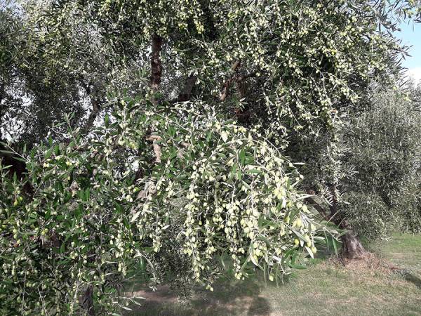 Κρίσιμες εβδομάδες για την τοπική οικονομία