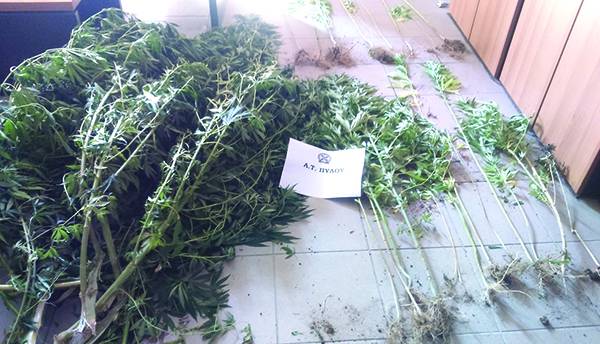 Χασισοφυτεία στα Μπαλοδημέικα