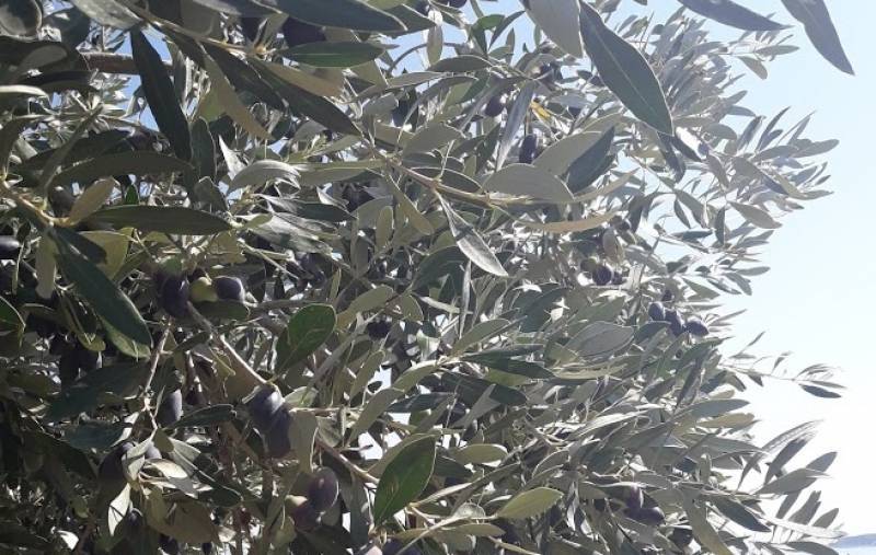 10 προτάσεις του ΓΕΩΤΕΕ για το δάκο