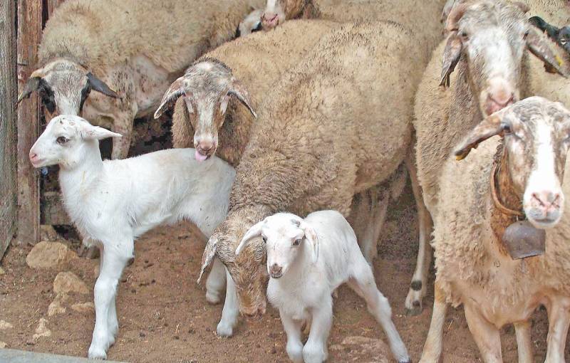 Αυστηρά μέτρα βιοασφάλειας κατά τη μεταφορά ζωοτροφών