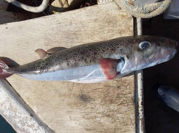 Λαγοκέφαλος 8,4 κιλών ψαρεύτηκε στα ανοιχτά της Κυπαρισσίας