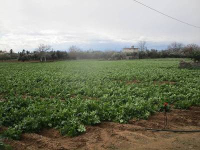 Ολονύχτια μάχη πατατοπαραγωγών με τον πάγο (βίντεο)