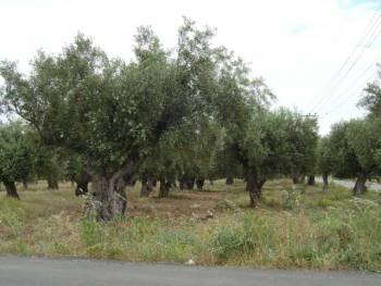Νεκρός 52χρονος από ανατροπή τρακτέρ σε αγρόκτημα στη Χώρα