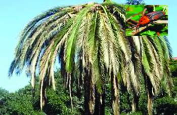 Ο δασολόγος Δημ. Βαλάσης: Πως θα νικήσουμε το κόκκινο σκαθάρι