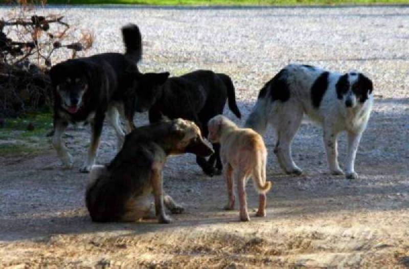Το ζήτημα με τα αδέσποτα απαιτεί ευήκοα ώτα