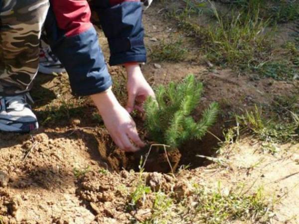 Κάλεσμα του Ορειβατικού για αναδάσωση στον Ταΰγετο 