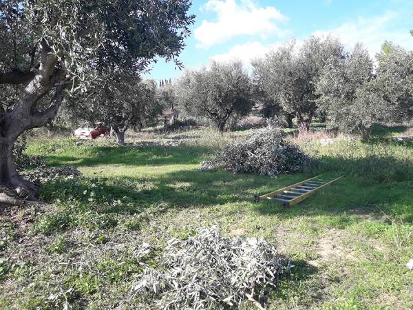 Eλεγχοι και προσοχή για ασφαλή ελαιοσυγκομιδή