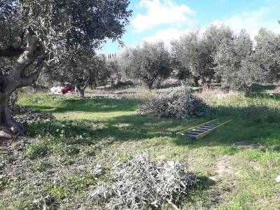 Eλεγχοι και προσοχή για ασφαλή ελαιοσυγκομιδή