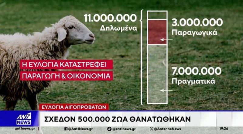 Ευλογιά αιγοπροβάτων: 2 στα 10 ζώα θανατώθηκαν (Βίντεο)