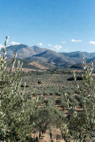 Οι ΜΟΑΗ και η άμυνα του ελληνικού ελαιολάδου