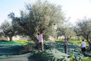 Εισόδημα 200 εκατ. ευρώ από τη φετινή ελαιοπαραγωγή στη Μεσσηνία