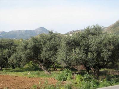 Καθυστέρηση δακοκτονίας στην Ανω Μεσσηνία καταγγέλλει ο Ντονάς