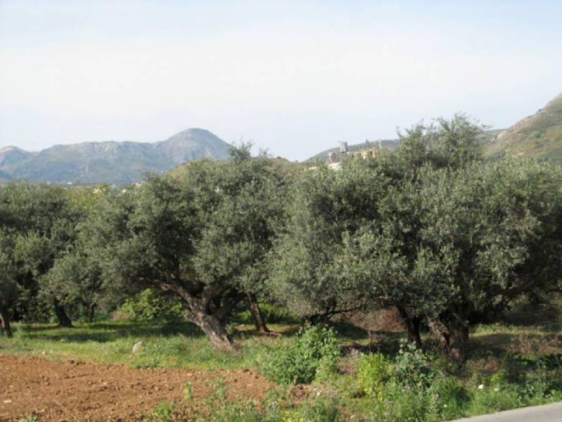 Καθυστέρηση δακοκτονίας στην Ανω Μεσσηνία καταγγέλλει ο Ντονάς