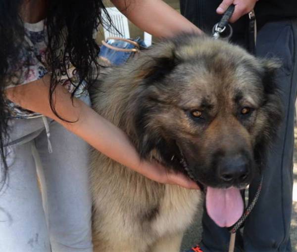 Εκθεση μορφολογίας σκύλων στην Καλαμάτα