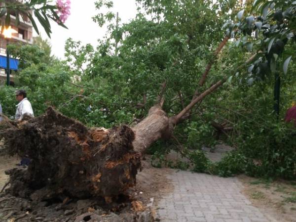 Στο ΚΑΤ μεταφέρεται η κοπέλα που τραυματίστηκε από πτώση δένδρου στην Καλαμάτα