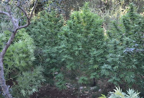 345 χασισόδεντρα αποκάλυψε το ελικόπτερο της αστυνομίας στη Μεσσηνία