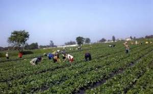 Οι συνεταιρισμοί χρεοκόπησαν γιατί ήταν πολλών και κανενός.