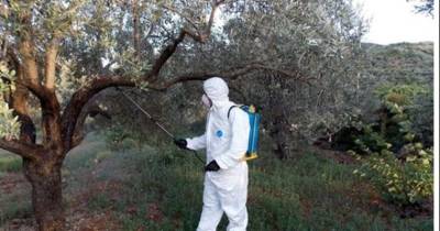 Μεσσηνία: Το πρόγραμμα δακοκτονίας για την Παρασκευή 30/8