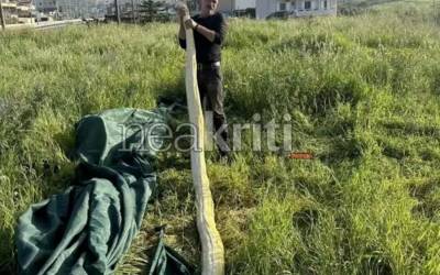 Ηράκλειο: Δύο άνδρες βρήκαν σε χωράφι πύθωνα 5 μέτρων! (βίντεο)