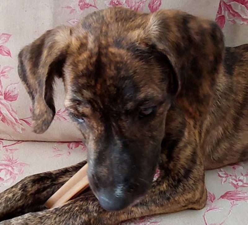 Πάτρα: Συνελήφθη ένας άνδρας για κακοποίηση ζώου - του επιβλήθηκε πρόστιμο 30.000 ευρώ