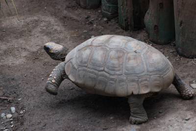 Βαδίζοντας προς νέα χρεοκοπία