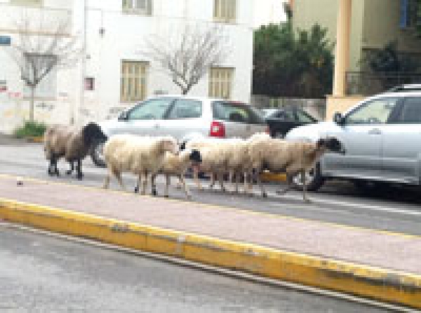 Μεσημεριανή βοσκή στη... Βασ. Γεωργίου