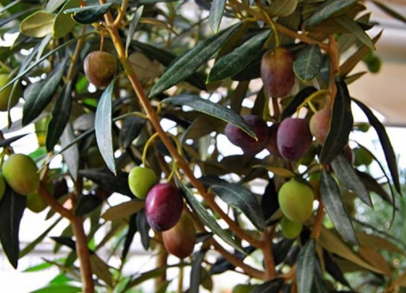 Κατέρρευσε άλλη μία βολική αυταπάτη