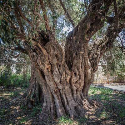 Καλαμάτα: Εκδήλωση γνωριμίας με τη «μάνα ελιά»