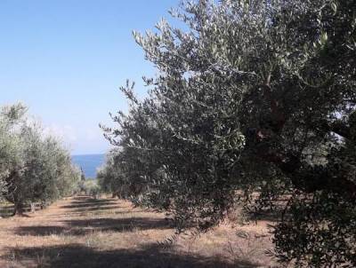 Μεσσηνία: Το πρόγραμμα δακοκτονίας για την Τρίτη 6 Ιουλίου