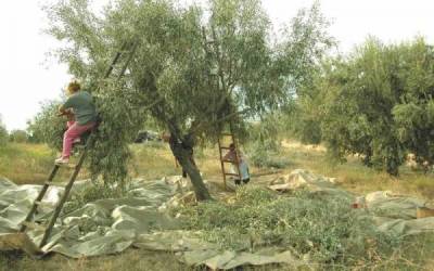 Οργανωμένη ένταξη εργατών γης στη Μεσσηνία