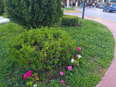 Θετικά σχόλια για τα άνθη