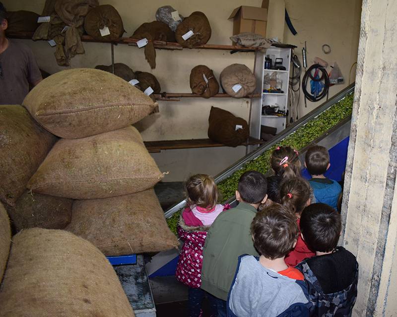 Επίσκεψη του «Παπαδοπούλειου» παιδικού σταθμού σε ελαιοτριβείο της Καλαμάτας