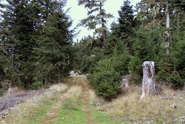 Μητρώο δημιουργεί η Διεύθυνση Δασών