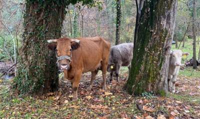 Επαγρύπνηση για το βακτήριο του άνθρακα στην Τριφυλία - Εχουν θανατωθεί 32 ζώα