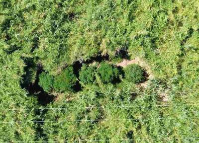Χασισοφυτείες σε Μπούκα και Πύργο Τριφυλίας ξετρύπωσε το ελικόπτερο της ΕΛΑΣ